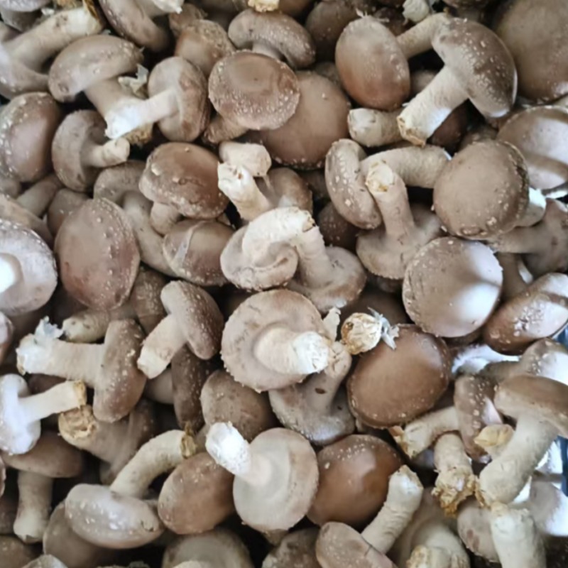 香菇鲜香菇现摘现发产地直供一手货源欢迎咨询