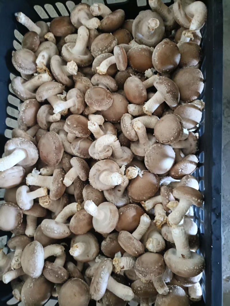 香菇鲜香菇现摘现发产地直供一手货源欢迎咨询