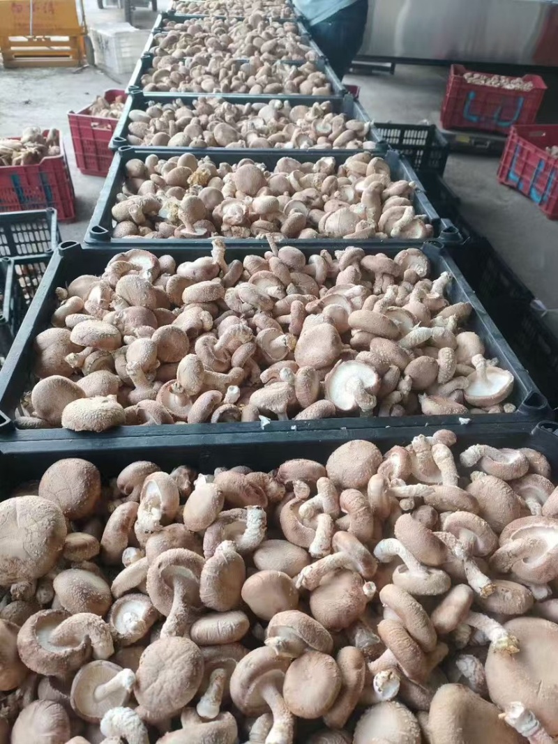 香菇鲜香菇现摘现发产地直供一手货源欢迎咨询