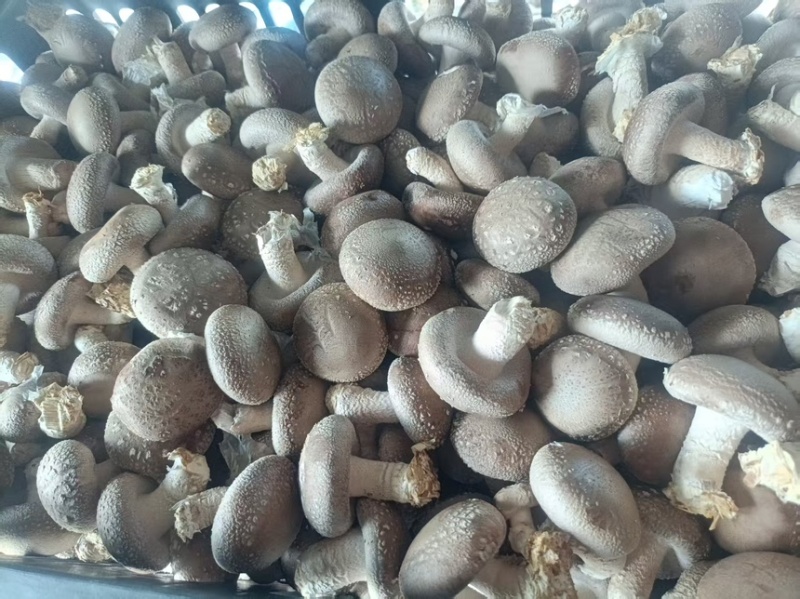香菇鲜香菇现摘现发产地直供一手货源欢迎咨询