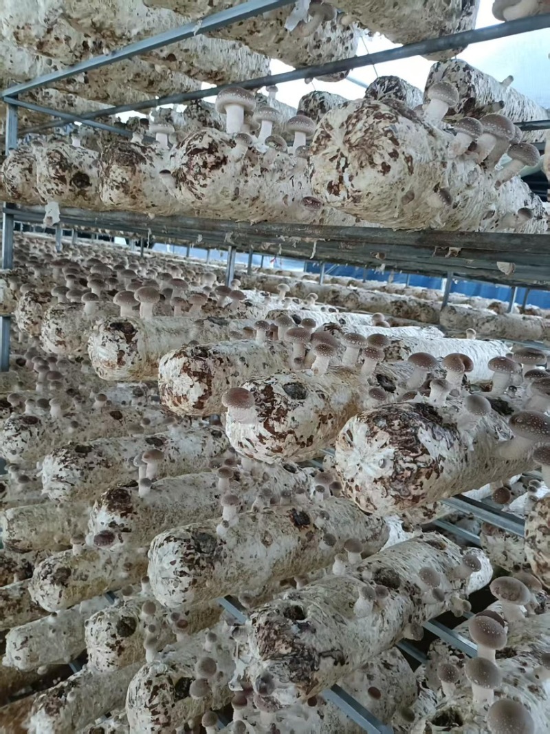 香菇鲜香菇现摘现发产地直供一手货源欢迎咨询