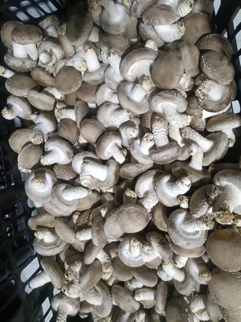 香菇鲜香菇现摘现发产地直供一手货源欢迎咨询