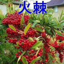 新采火棘种子火棘种籽林木树种沙棘围墙铁篱笆种子红刺木耐旱