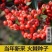 新采火棘种子火棘种籽林木树种沙棘围墙铁篱笆种子红刺木耐旱
