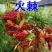新采火棘种子火棘种籽林木树种沙棘围墙铁篱笆种子红刺木耐旱