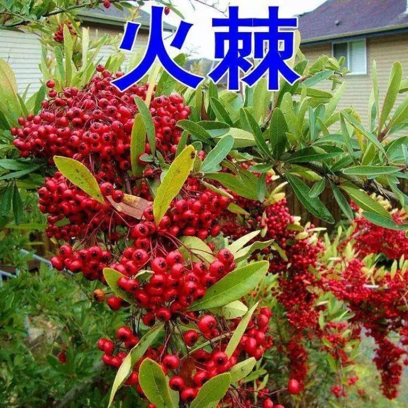 新采火棘种子火棘种籽林木树种沙棘围墙铁篱笆种子红刺木耐旱
