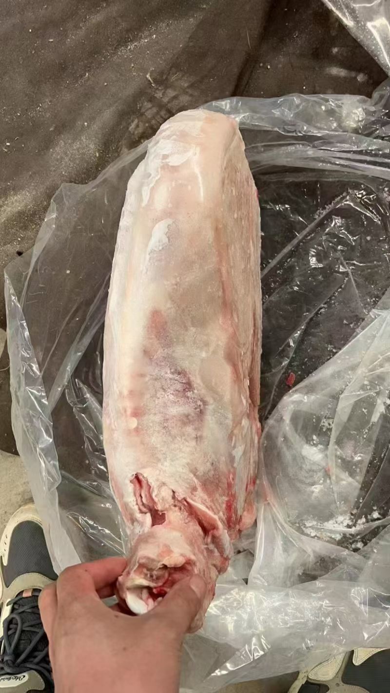 卧式羊，15-20斤左右