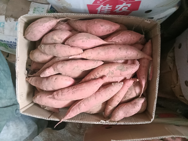 辽宁黑山烟薯25产区直发保质保量供货价钱实惠