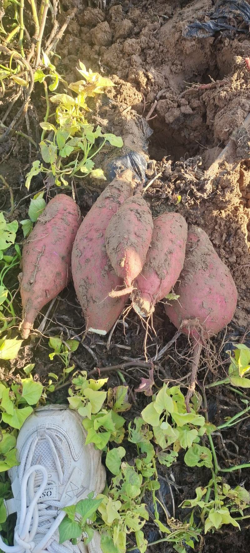 板栗薯