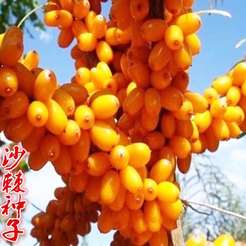 大果沙棘种子小果沙棘种子庭院阳台室外植物绿化苗木护坡灌木