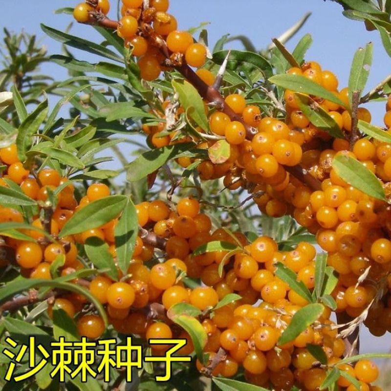 大果沙棘种子小果沙棘种子庭院阳台室外植物绿化苗木护坡灌木