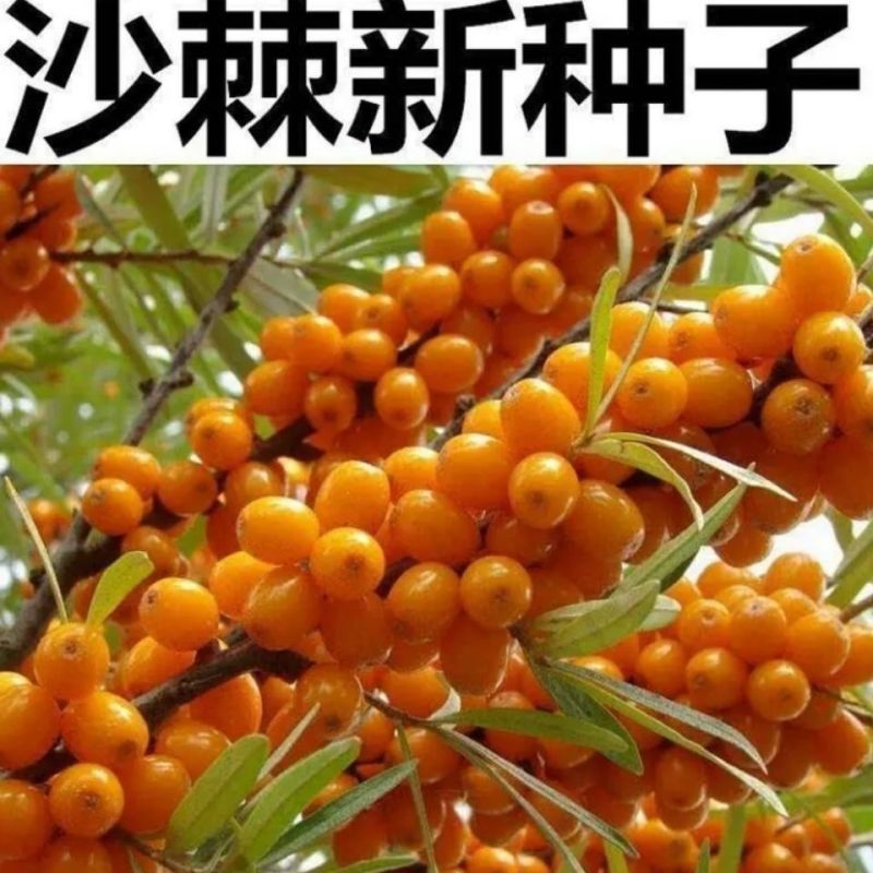 大果沙棘种子小果沙棘种子庭院阳台室外植物绿化苗木护坡灌木