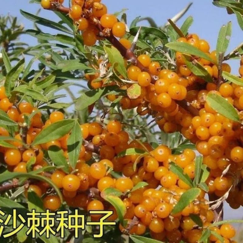 大果沙棘种子小果沙棘种子庭院阳台室外植物绿化苗木护坡灌木