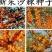 大果沙棘种子小果沙棘种子庭院阳台室外植物绿化苗木护坡灌木