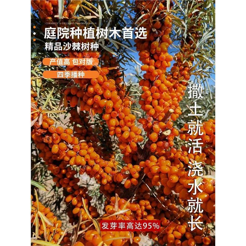大果沙棘种子小果沙棘种子庭院阳台室外植物绿化苗木护坡灌木
