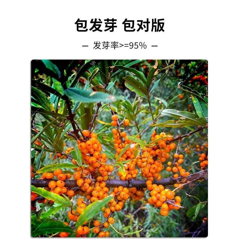 大果沙棘种子小果沙棘种子庭院阳台室外植物绿化苗木护坡灌木