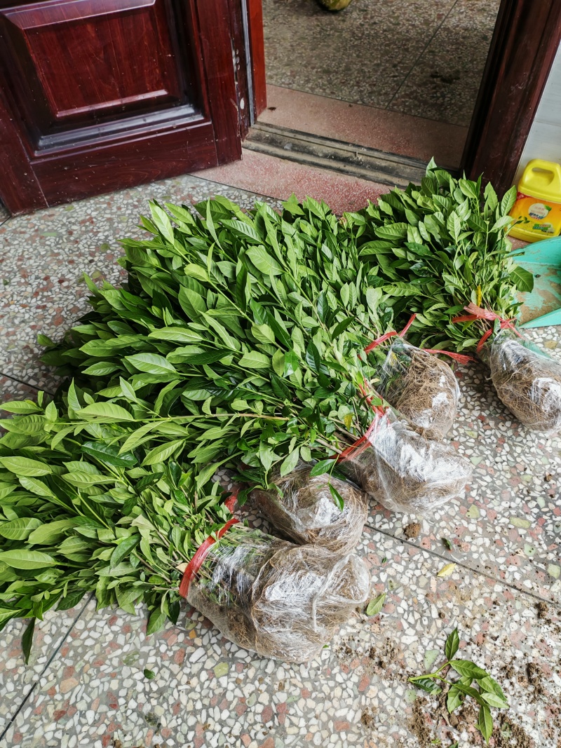 大量出售黄栀子苗，水栀子苗根系发达，质优价廉，