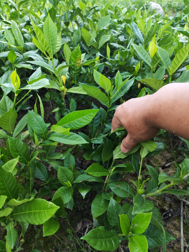 大量出售黄栀子苗，水栀子苗根系发达，质优价廉，