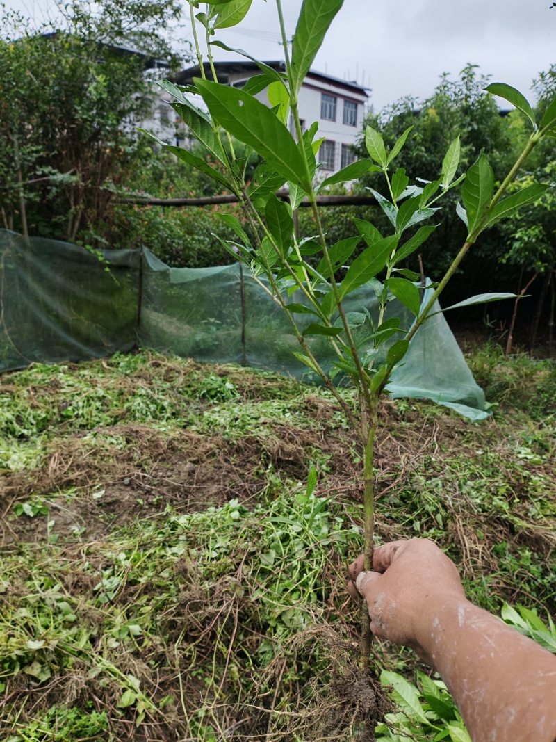 大量出售黄栀子苗，水栀子苗根系发达，质优价廉，