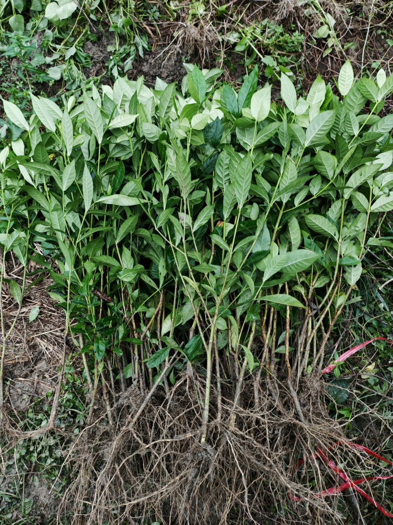 大量出售黄栀子苗，水栀子苗根系发达，质优价廉，