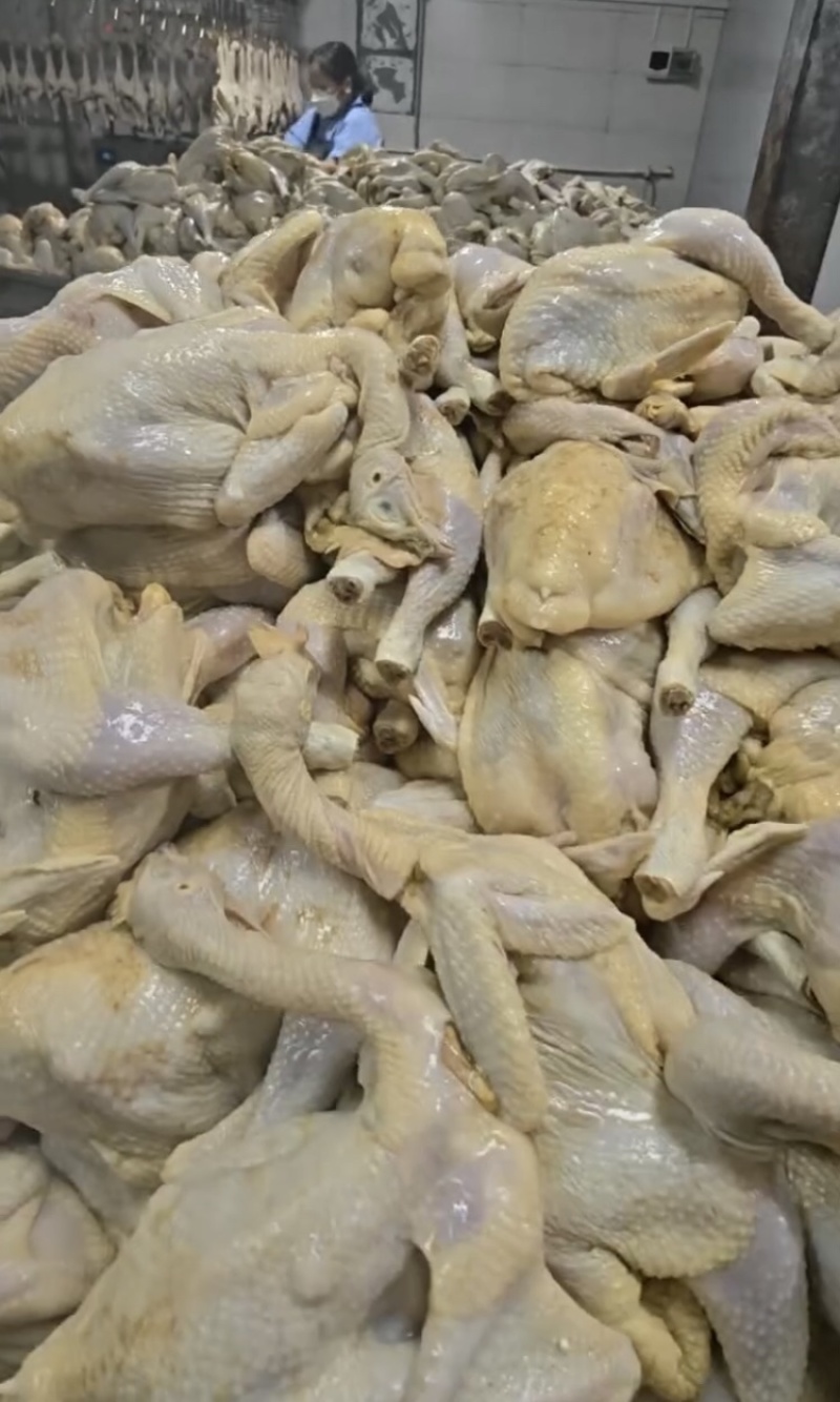 广东肇庆盐焗鸡，厂家直发，大量有货，欢迎各位老板咨询采购