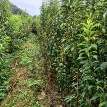 蜂糖李树苗品质保证服务周到产地直发价格美丽