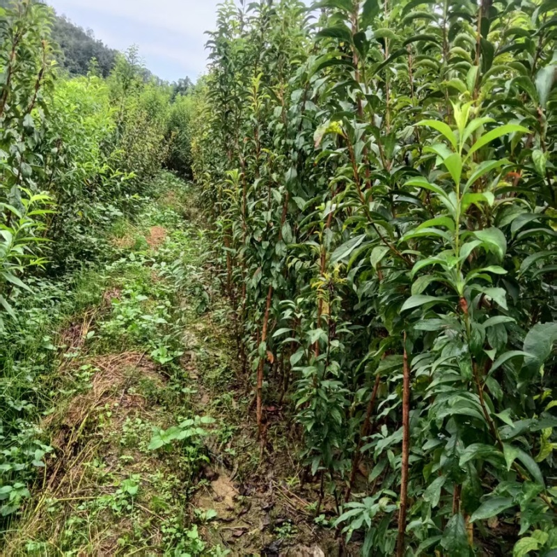 蜂糖李树苗品质保证服务周到产地直发价格美丽