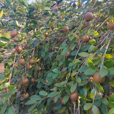 需要山茶油果的老板看过来，23号左右可以售卖