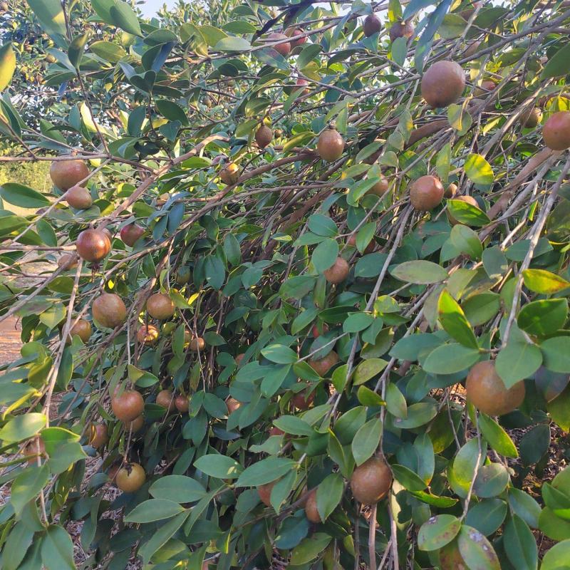 需要山茶油果的老板看过来，23号左右可以售卖