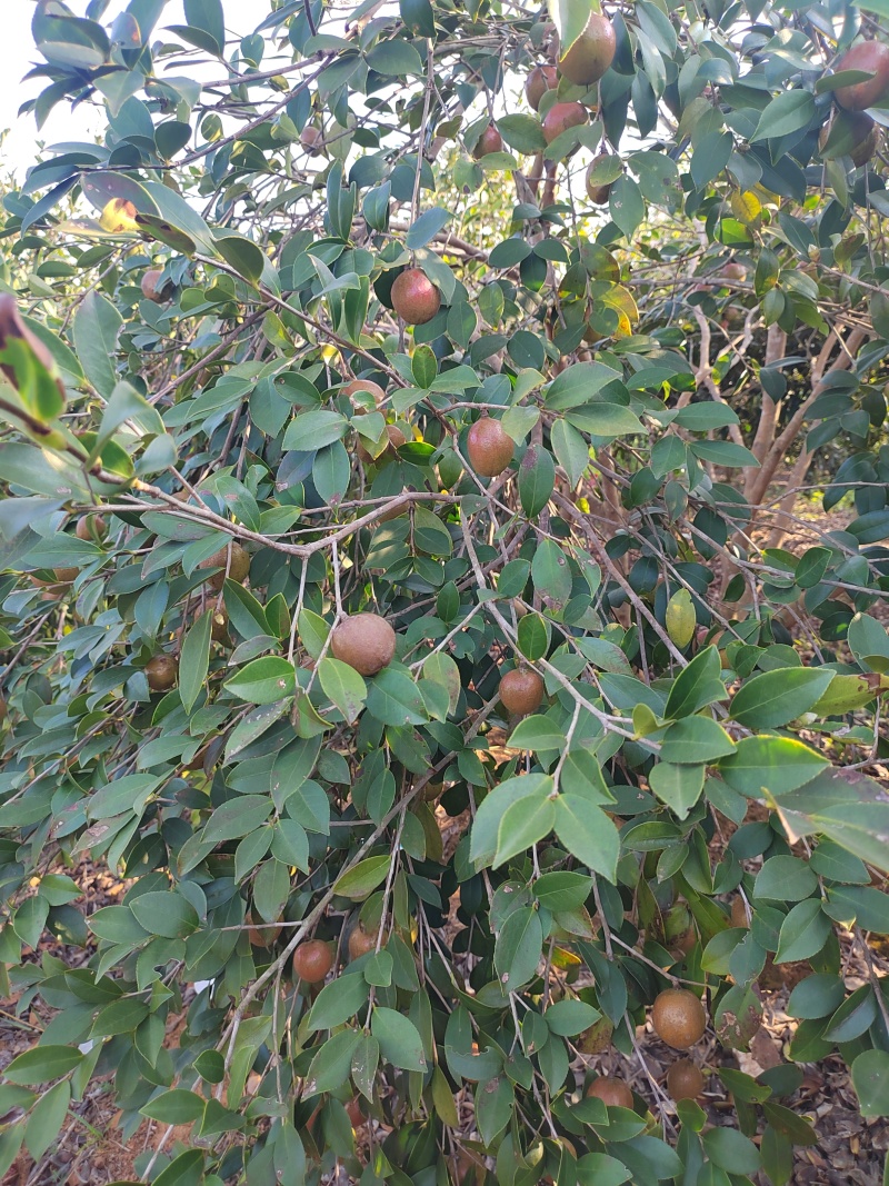 需要山茶油果的老板看过来，23号左右可以售卖