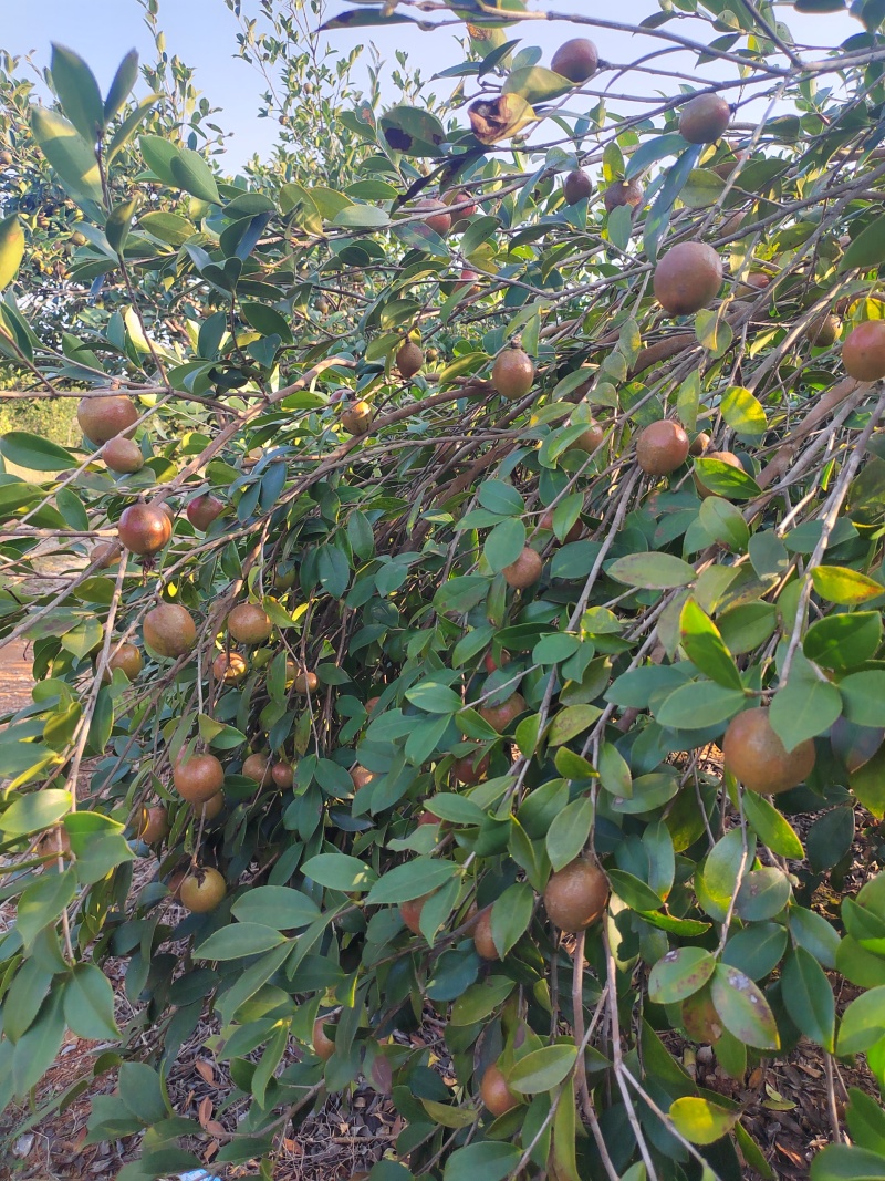 需要山茶油果的老板看过来，23号左右可以售卖
