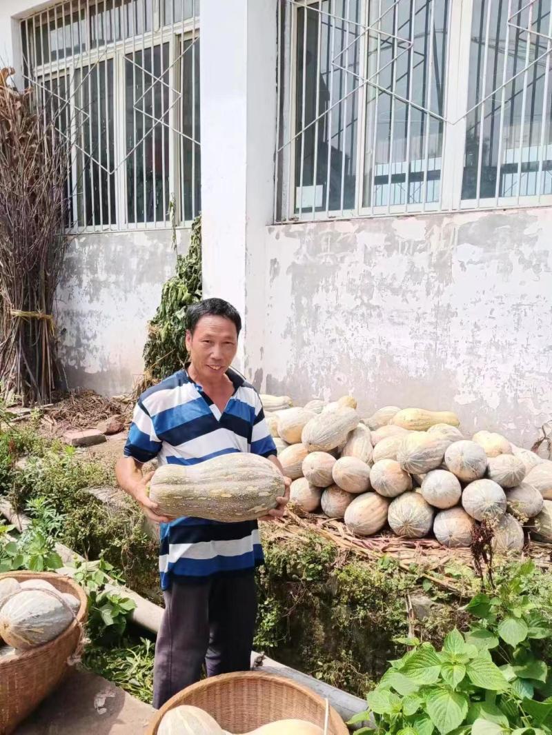 四川宜宾/海南大密本，全年供货，量大从优，基地直发。