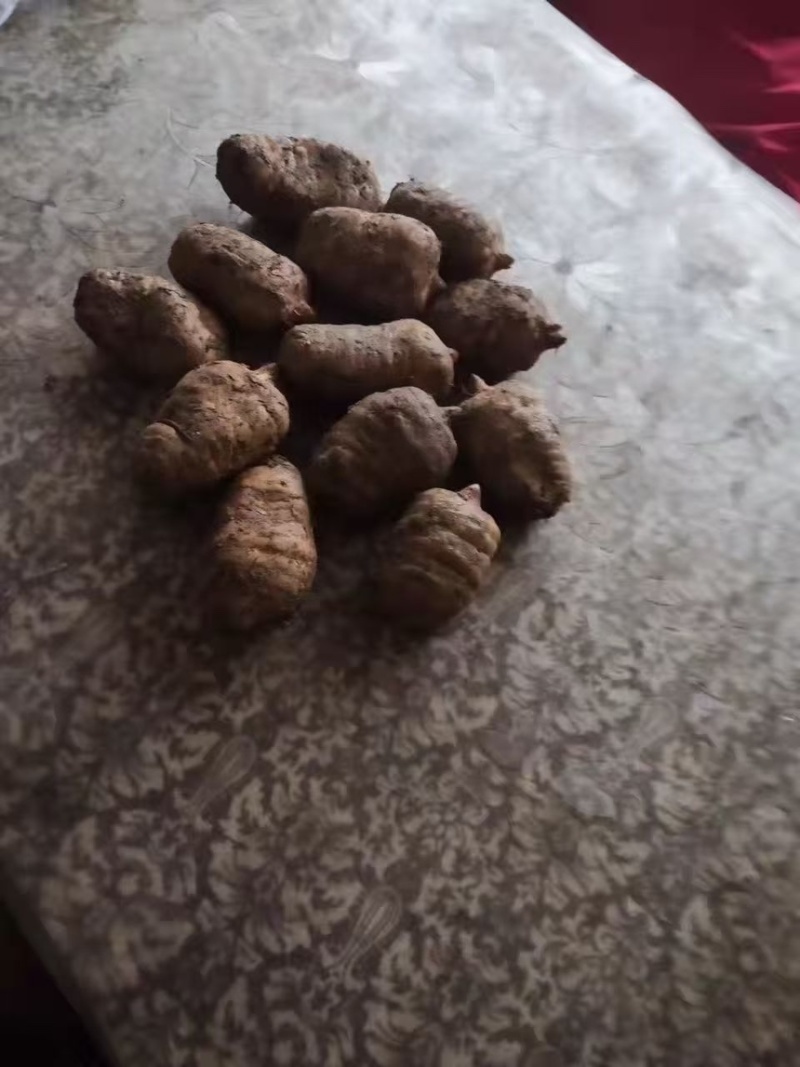 天麻红天麻现挖现发产地直供一手货源欢迎咨询