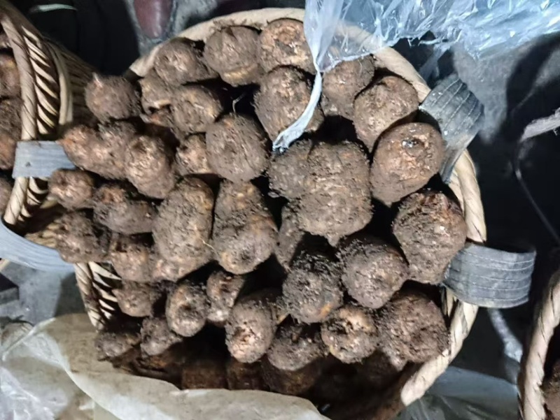 天麻红天麻现挖现发产地直供一手货源欢迎咨询
