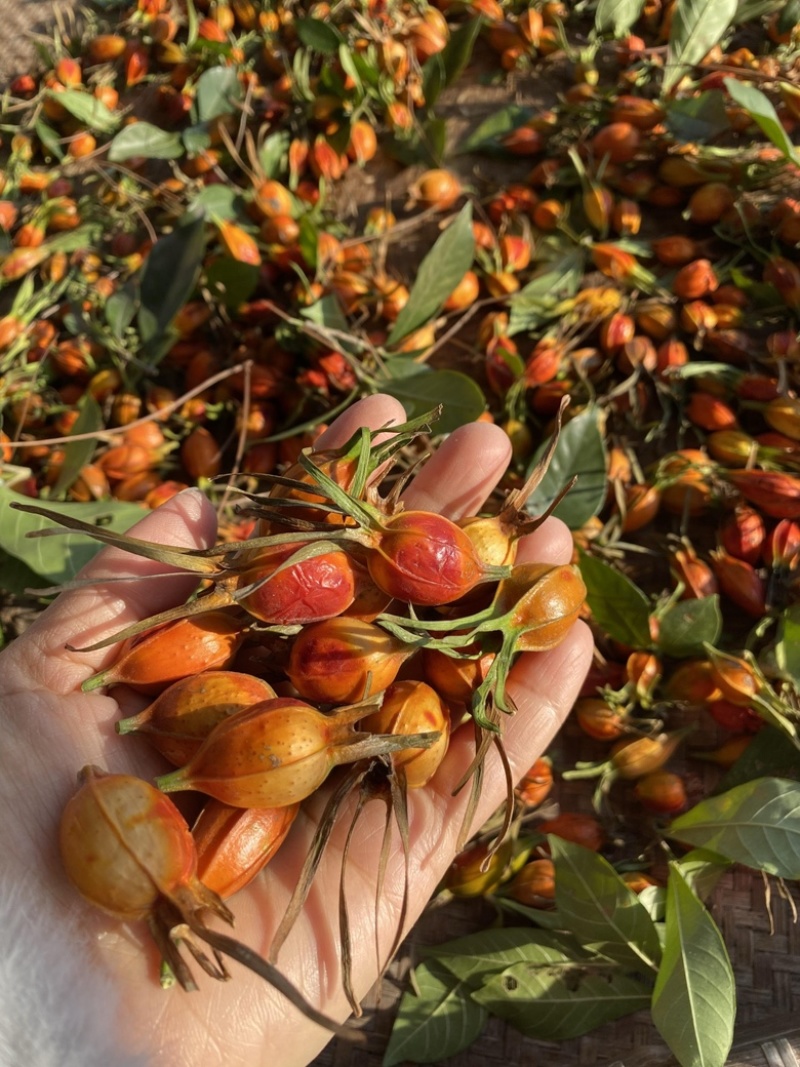 精品黄栀子鲜货大量供应，货源充足，量大从优对接全国