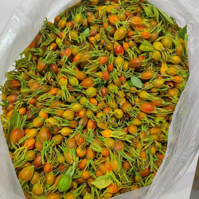 精品黄栀子鲜货大量供应，货源充足，量大从优对接全国