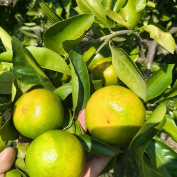 资阳雁江蜜桔，砂糖桔