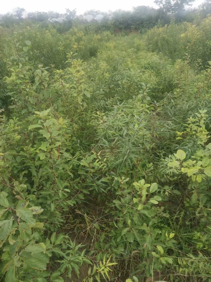 莫尼卡西梅苗产地一手货源，量大优惠，欢迎新老客户前来合作