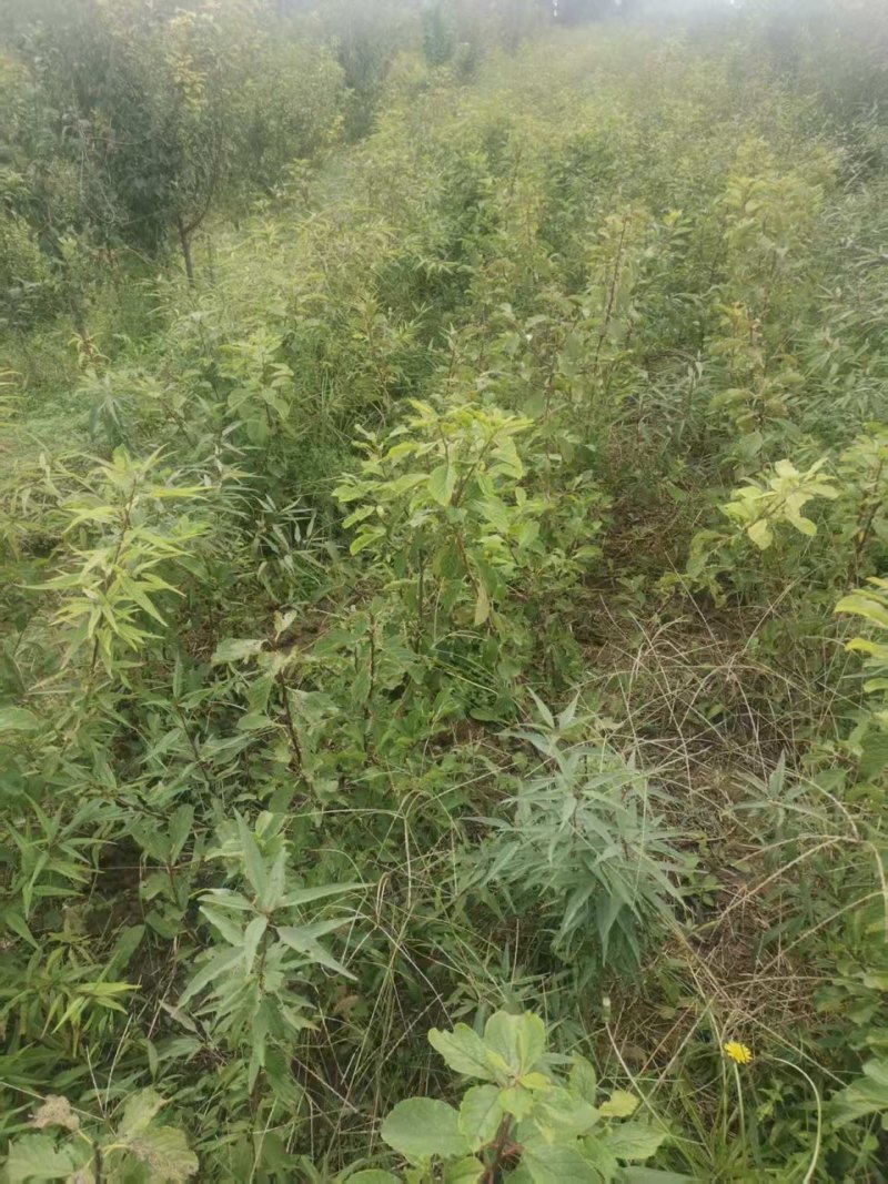 莫尼卡西梅苗产地一手货源，量大优惠，欢迎新老客户前来合作
