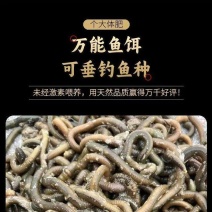 活体蚯蚓个大体肥，养殖场供货现挖现发价格低，可发快递