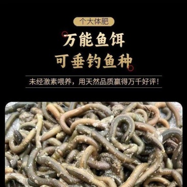 活体蚯蚓个大体肥，养殖场供货现挖现发价格低，可发快递