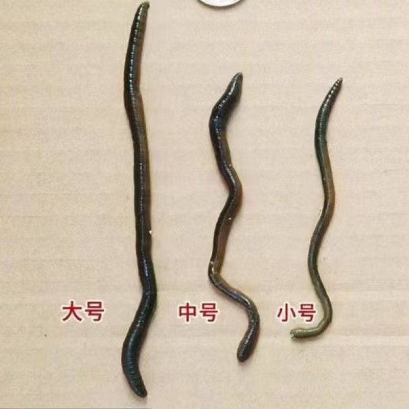 活体蚯蚓个大体肥，养殖场供货现挖现发价格低，可发快递