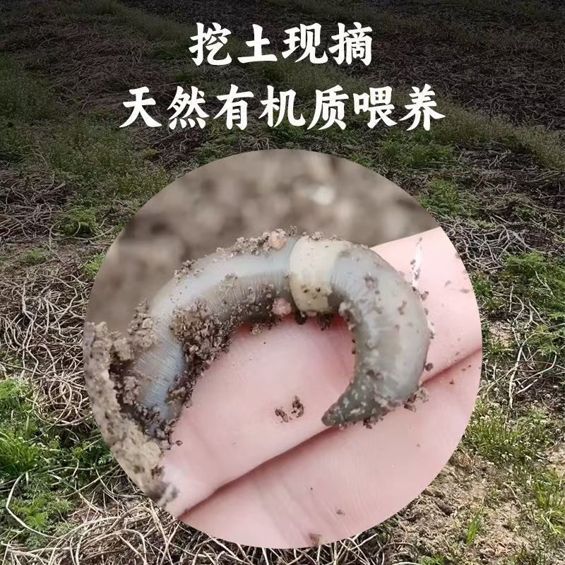 活体蚯蚓个大体肥，养殖场供货现挖现发价格低，可发快递