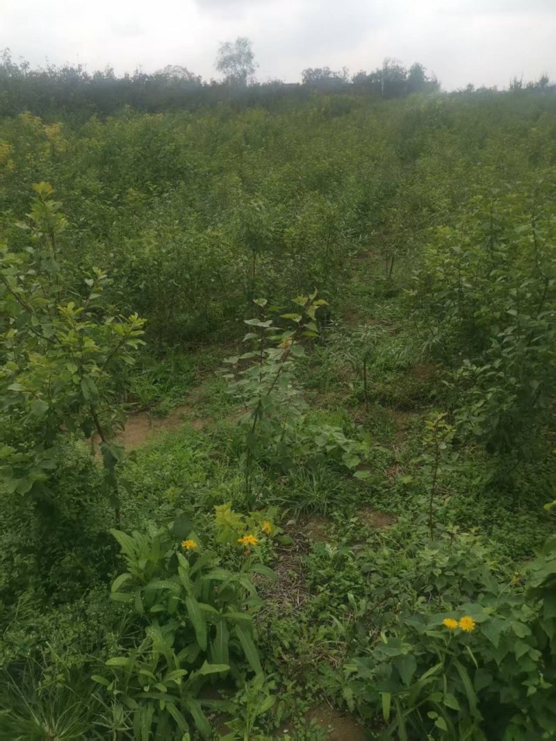 塔尔玛西梅苗产地一手货源，可以视频看货，欢迎合作