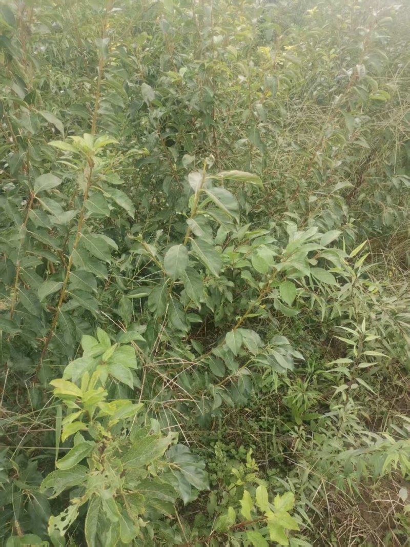 塔尔玛西梅苗产地一手货源，可以视频看货，欢迎合作