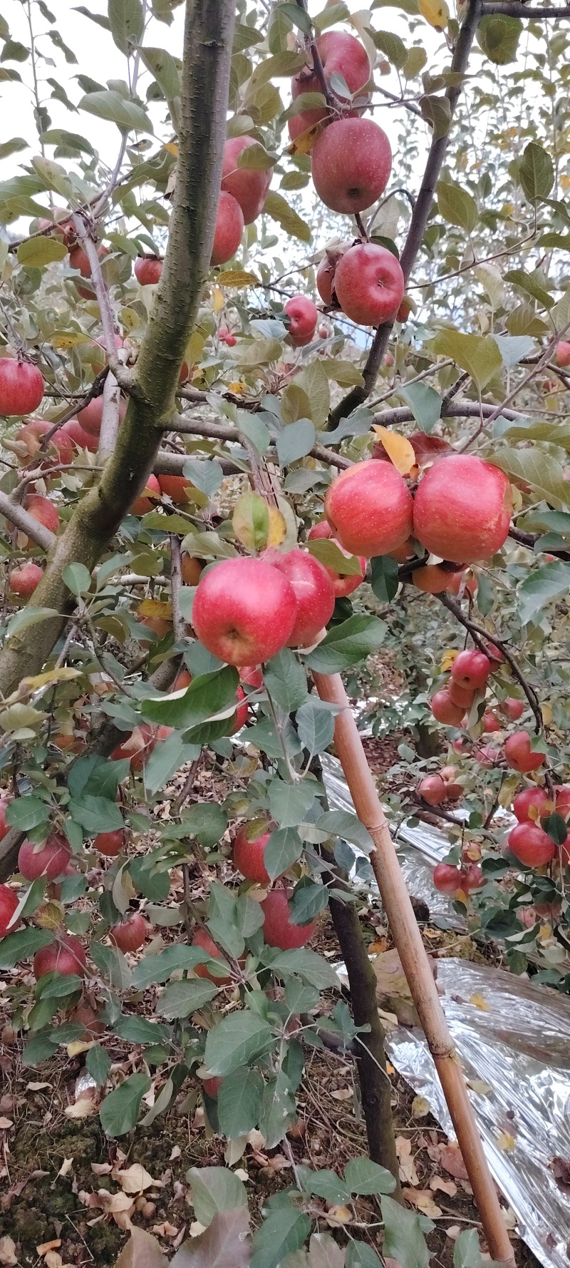 汉源糖心苹果/四川糖心苹果产地直供大量有货可视频看货