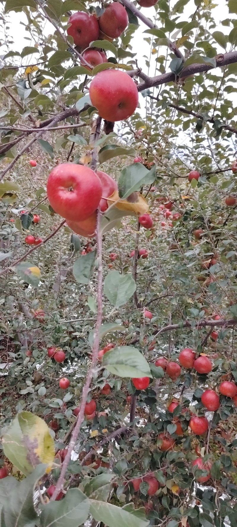 汉源糖心苹果/四川糖心苹果产地直供大量有货可视频看货