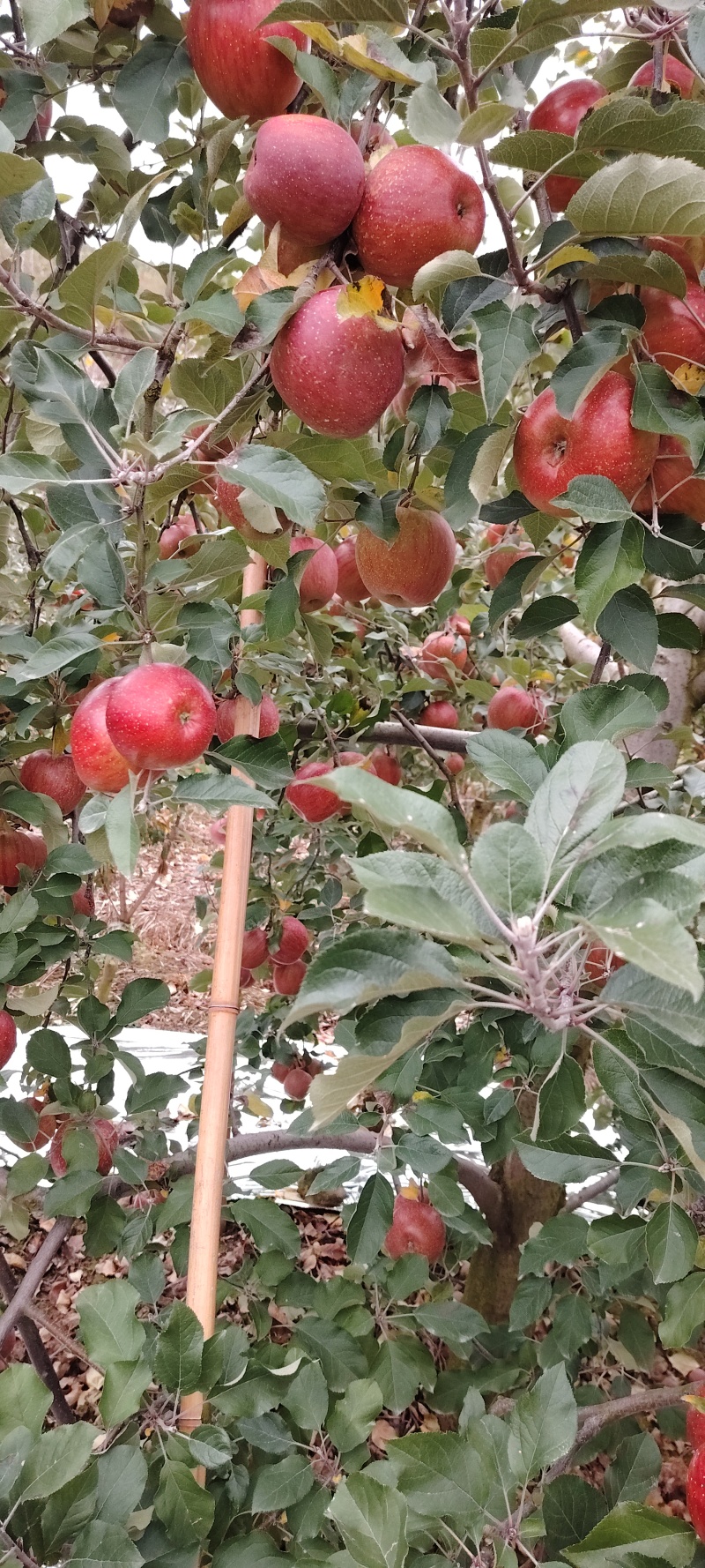 汉源糖心苹果/四川糖心苹果产地直供大量有货可视频看货