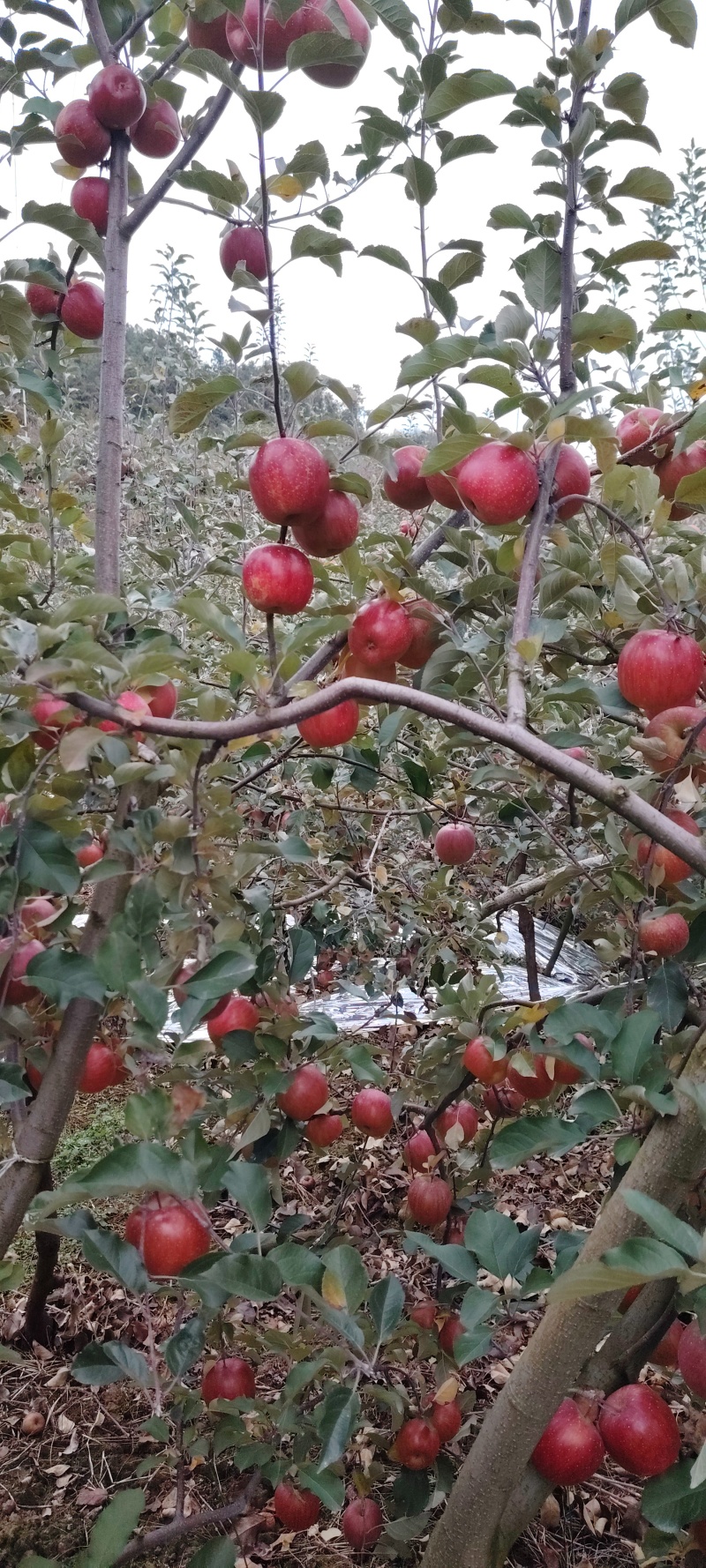 汉源糖心苹果/四川糖心苹果产地直供大量有货可视频看货