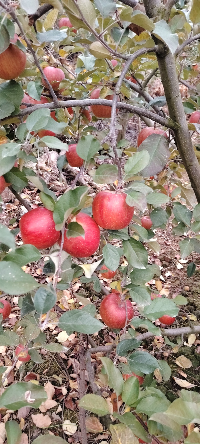 汉源糖心苹果/四川糖心苹果产地直供大量有货可视频看货